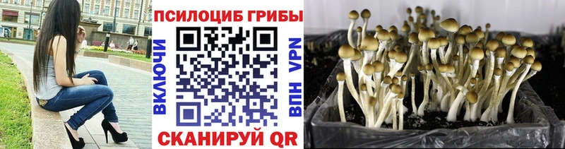 Псилоцибиновые грибы Magic Shrooms  Купить закладки  Щигры 